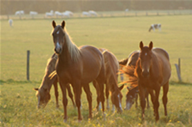 chevaux