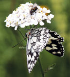 papillon