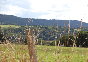 paysage3
